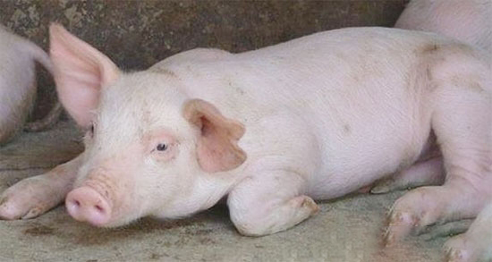 猪流行性腹泻的防治