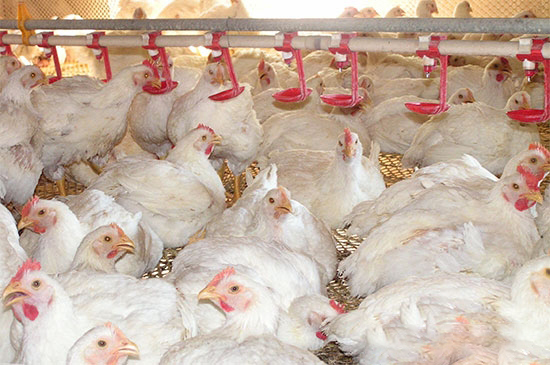 秋冬季肉鸡饲养管理的三个要点