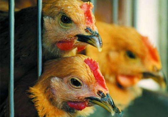 如何预防商品肉禽运输的低温应激