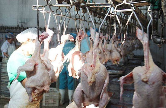 无公害肉鸡养殖方法