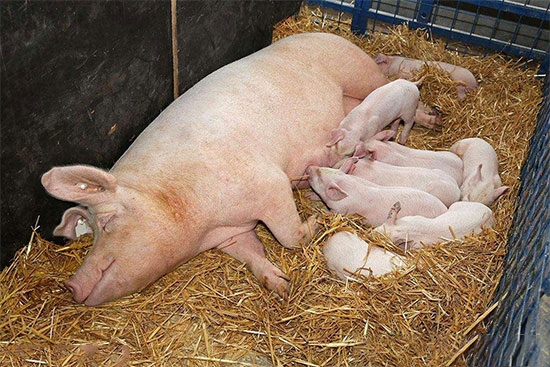 提高二胎母猪繁殖性能的方法