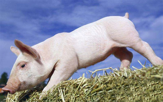 春季猪腹泻的防控技术解析