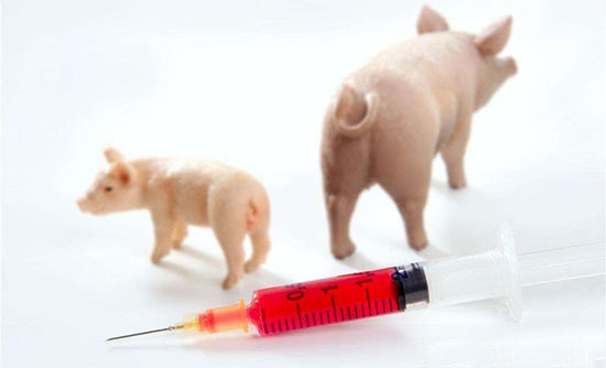 为啥打了疫苗猪还生病？