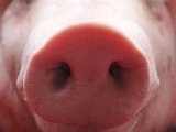 猪鼻炎的治疗方法