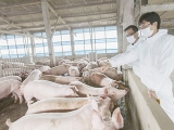 十二种二类猪疫病防治技术