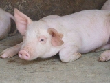 引起猪呕吐常见的疾病分析