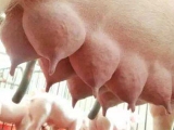 胎衣不下可能会损害母猪的繁殖性能