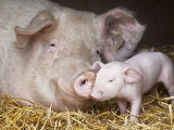 养猪场7种急救措施，值得养猪户收藏！