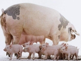 养猪场增加母猪奶水的关键技术