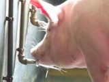 夏季猪只发生日射病与热射病怎么办？