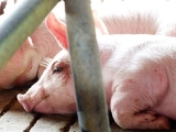 养猪场抗生素如何选择性价比最高？