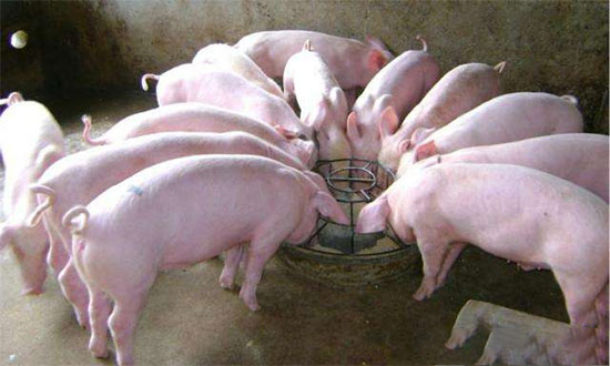 从营养调控方面减少养猪生产对环境的污染