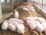 养猪育肥决不能轻视环境因素
