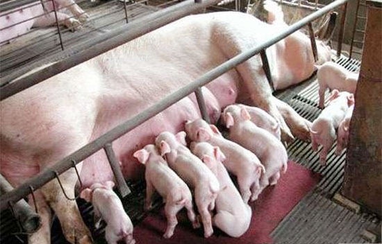 提高母猪泌乳量常用的小妙方