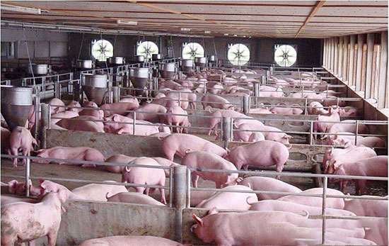 猪肺疫是由多种杀伤性巴氏杆菌所引起的一种急性传染病