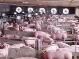猪肺疫是由多种杀伤性巴氏杆菌所引起的一种急性传染病