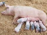 高温季节需谨防哪些因素导致母猪受胎率降低