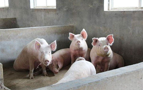 用中草药养猪可预防生猪疫病
