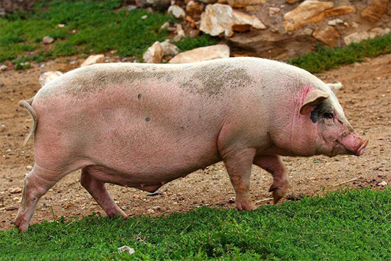 猪得了布鲁菌病有什么表现？要怎么去防治？