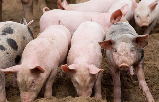 养猪皮肤病变很常见，如何轻松鉴别和防治？