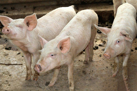 猪在断奶或猪育肥时不长膘怎么办？