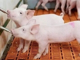 为什么水温会对猪产生影响？猪场饮用水温度有多重要