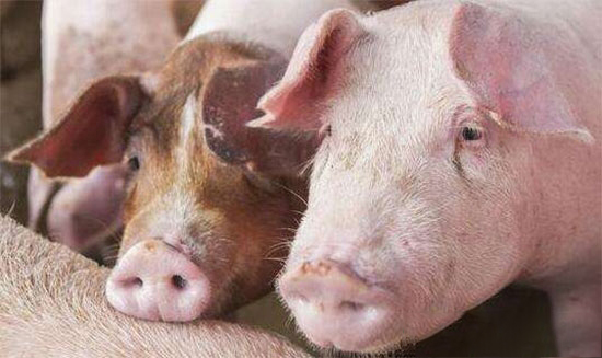 农业农村部：国庆猪价大概率上涨 但非洲猪瘟导致节后短期快速下跌