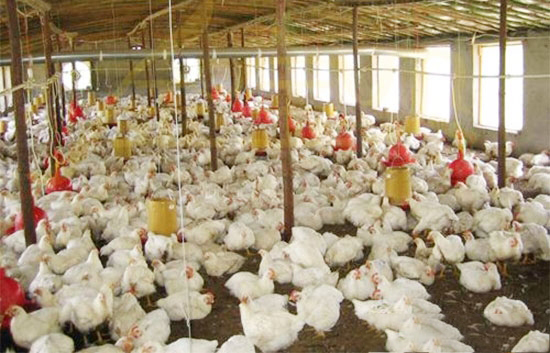 干撒式发酵床养鸡技术