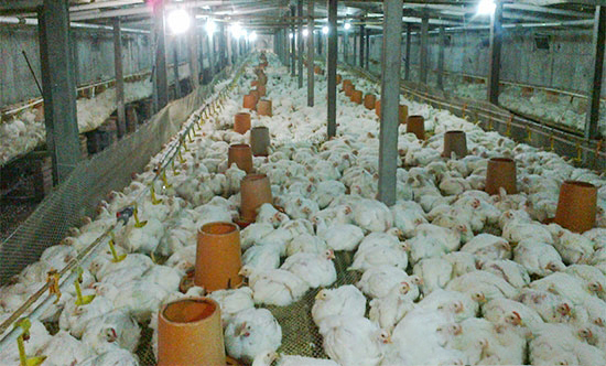 如何减少肉鸡饲料浪费