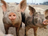 猪得了布鲁菌病有什么表现？要怎么去防治？