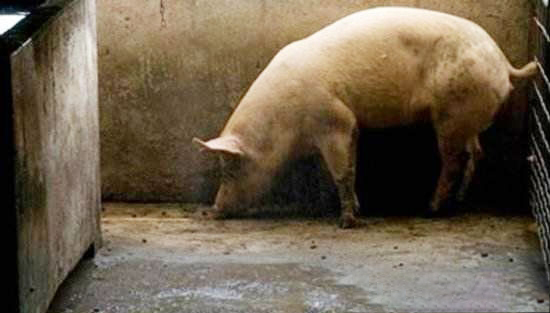 怎么让猪在固定地点排泄？