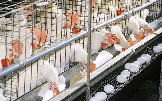 蛋鸡预产期饲料使用要点