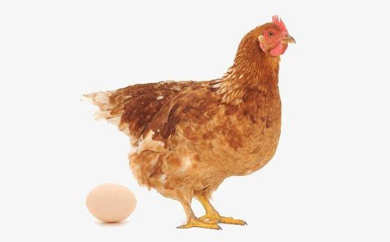 母鸡不下蛋怎么办？