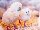 如何区分健康雏鸡和病残雏鸡