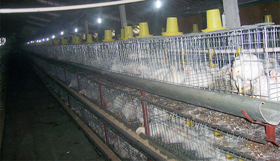 大棚肉鸡养殖如何提高经济效益